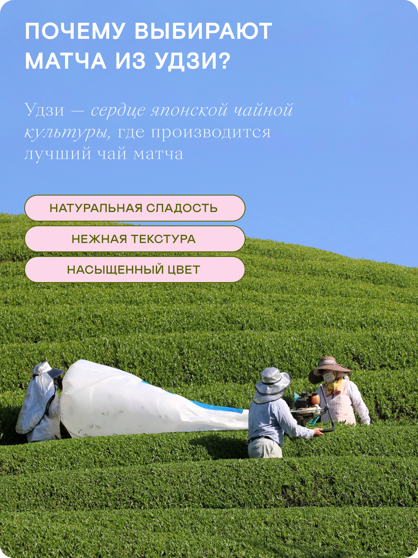 Высокий церемониальный матча чай, Этенраку, 20 г — Япония, Удзи