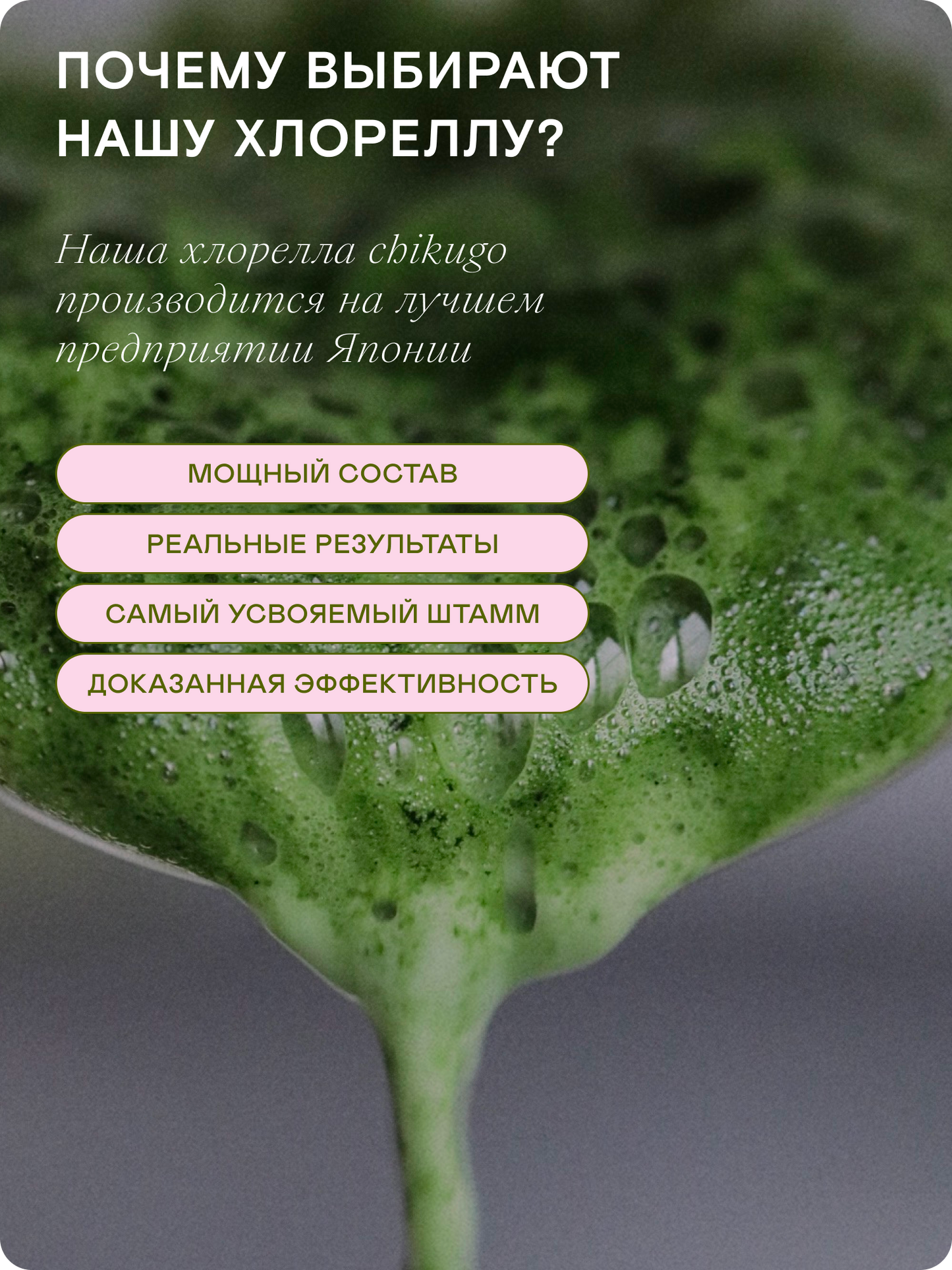Хлорелла Chikugo CK-5 (микропудра) — Япония